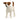 Jack Russell terrier