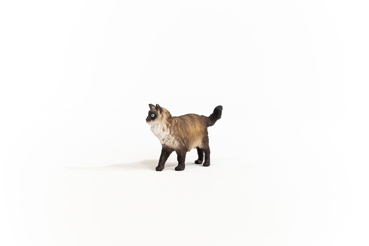 Chat Ragdoll