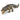 Alligator