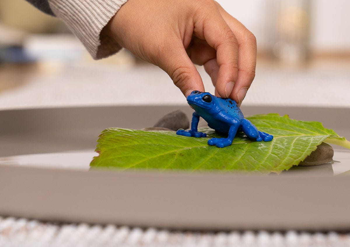 Blauwe pijlgifkikker