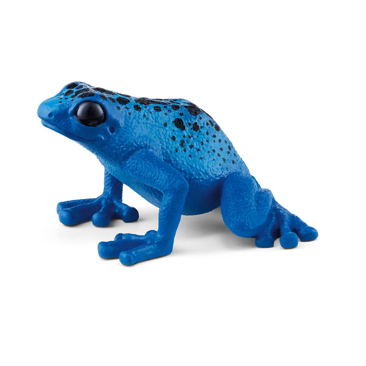 Blauwe pijlgifkikker