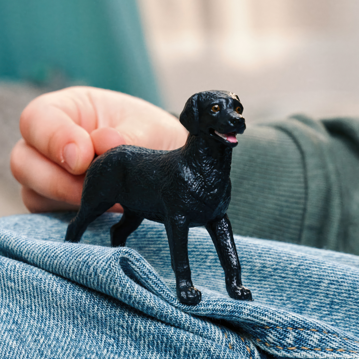 Zwarte Labrador-retriever teef